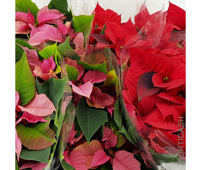 POINSETTIA