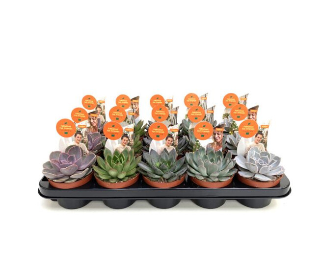 ECHEVERIA VARIE