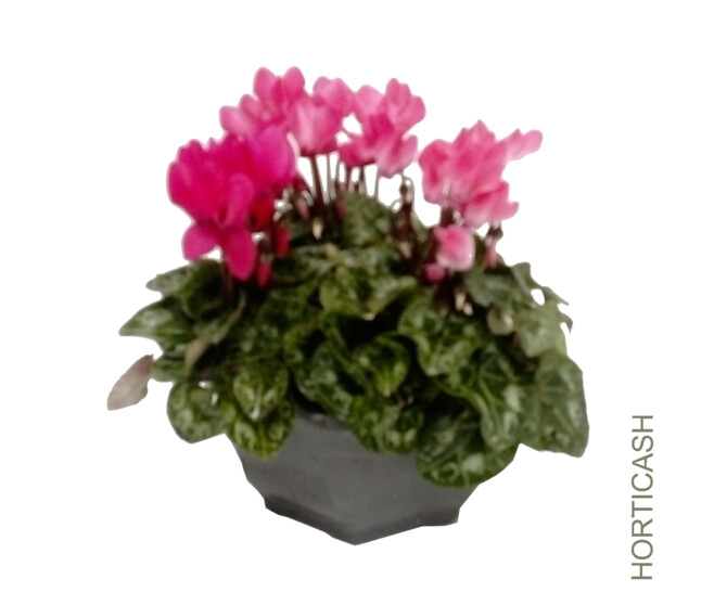 CYCLAMEN MINI COUPE