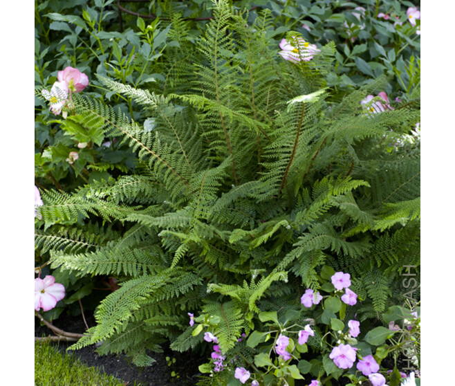 POLYSTICHUM POLYBLEPHARUM