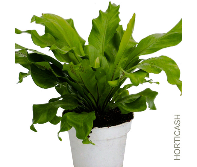 ASPLENIUM ANTIQUUM