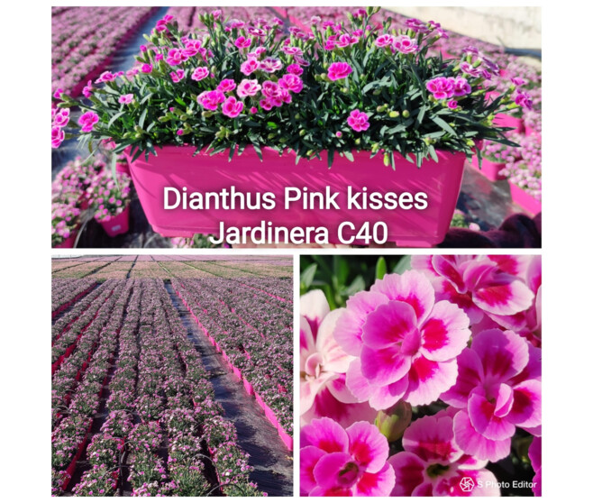 OEILLET PINK KISSES JARD