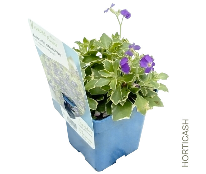 AUBRIETA DR MULES BLUE