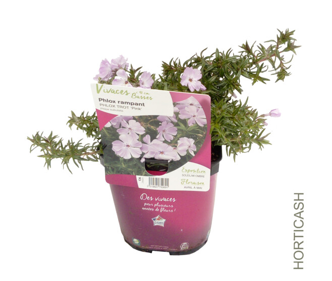 PHLOX SUBULATA TROT PINK