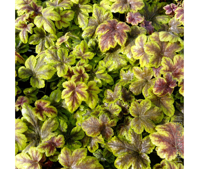 HEUCHERELLA GOLD ZEBRA