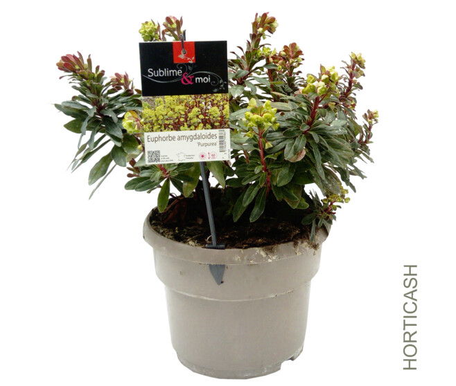 EUPHORBIA AMYGDALOIDES PURPUREA