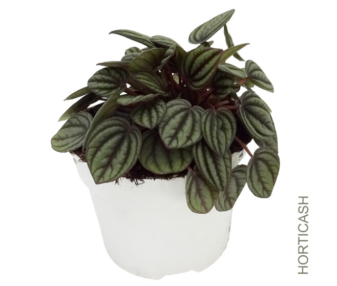 PEPEROMIA PICCOLO BANDA