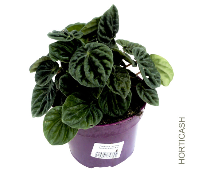 PEPEROMIA EMERALD RIPPLE