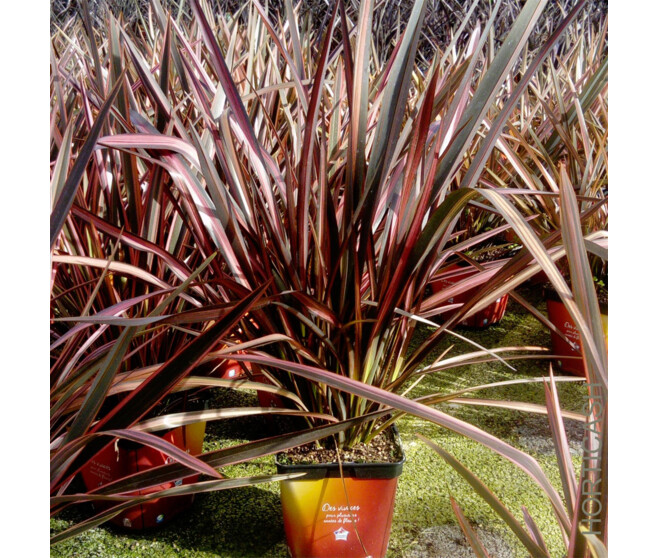PHORMIUM TENAX FLAMINGO