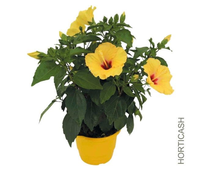 HIBISCUS ROSA SINENSIS