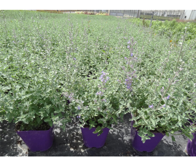 NEPETA FAASSENII SIX HILL S GIANT