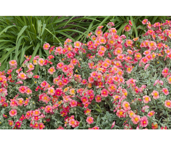 HELIANTHEMUM BEN HOPE