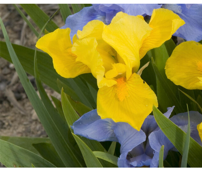 IRIS PUMILA MELON HONEY