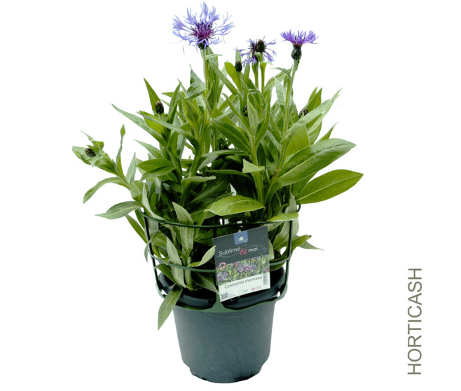 CENTAUREA