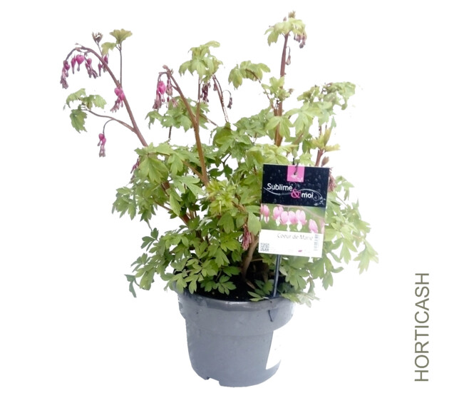 DICENTRA SPECTABILIS ROSE