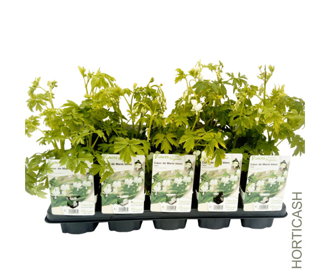 DICENTRA ALBA