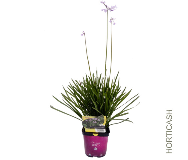 TULBAGHIA VIOLACEA