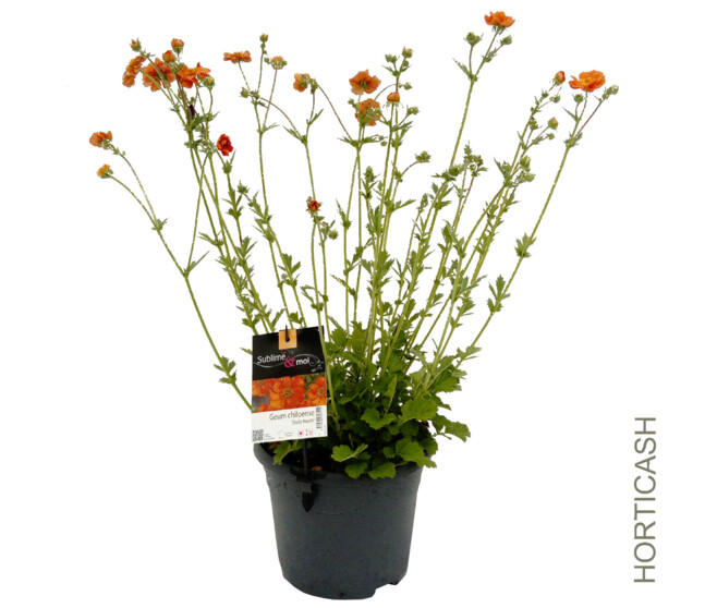 GEUM CHILOENSE DOLLY NORTH