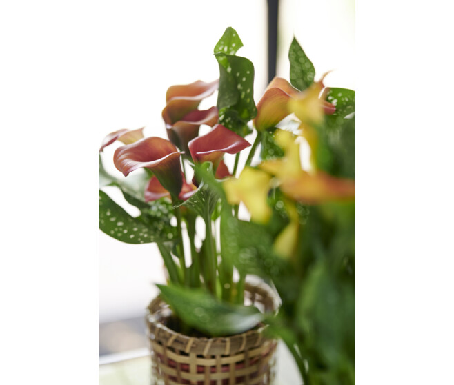 ARUM VARIES DECORUM