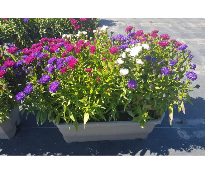 ASTER 3COULEURS JARD