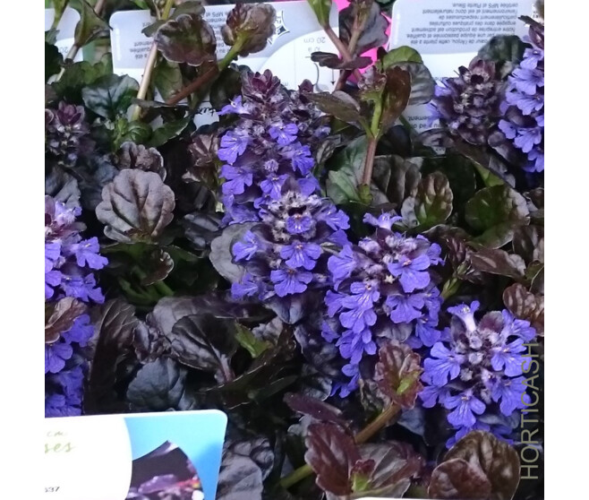 AJUGA BLACK SCALLOP