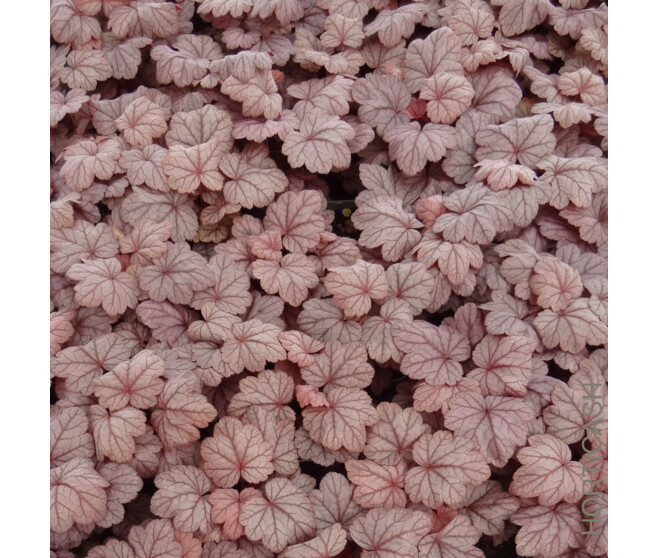 HEUCHERA MICRANTHA GRAPE SODA