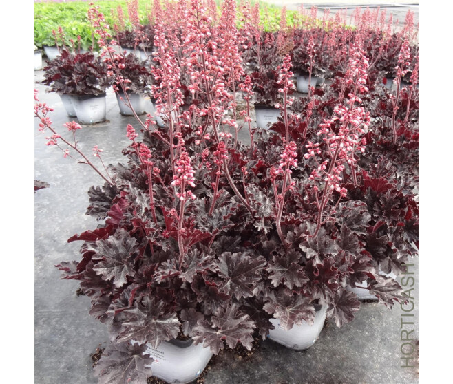 HEUCHERA TIMELESS NIGHT