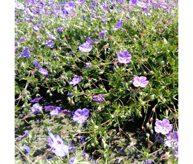 GERANIUM ROZANNE