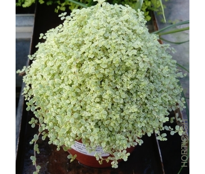 HELXINE SOLEIROLII ARGENTEA