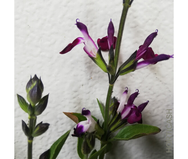 SAUGE GREGGI AMETHYST LIPS