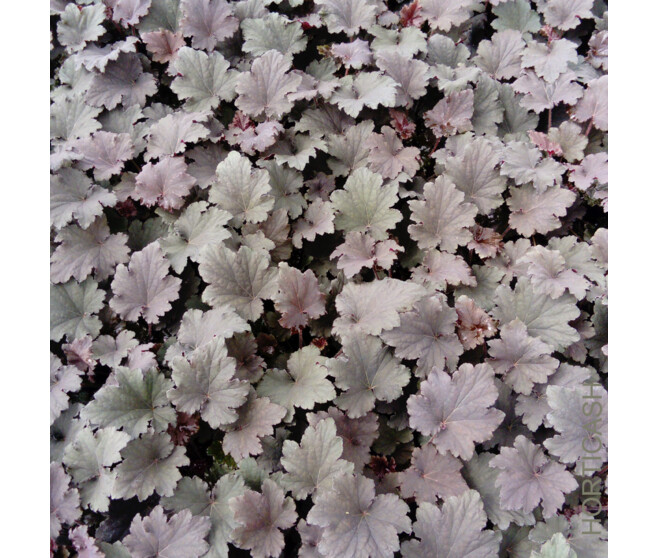 HEUCHERA BINOCHE