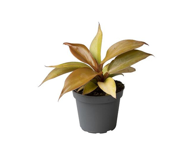 PHILODENDRON