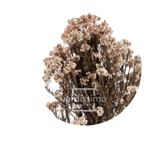 HELYCHRISUM DIOSMI STAB NATUREL BLANC