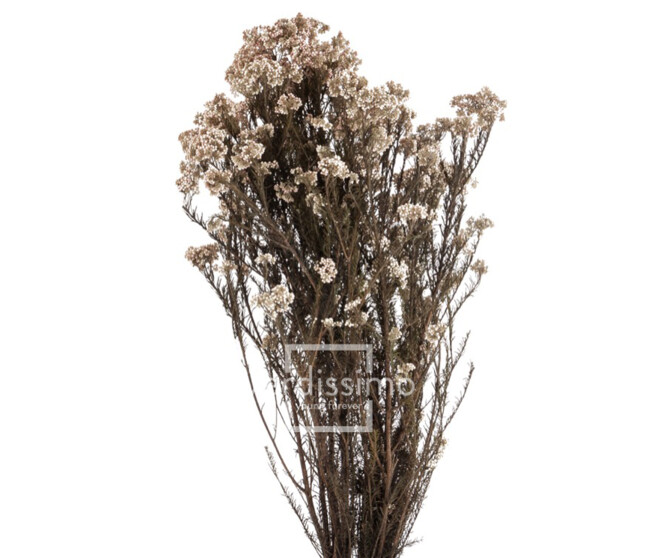 HELYCHRISUM DIOSMI STAB NATUREL BLANC