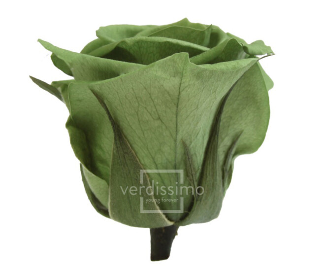 ROSES STABILISEES VERT THE x6