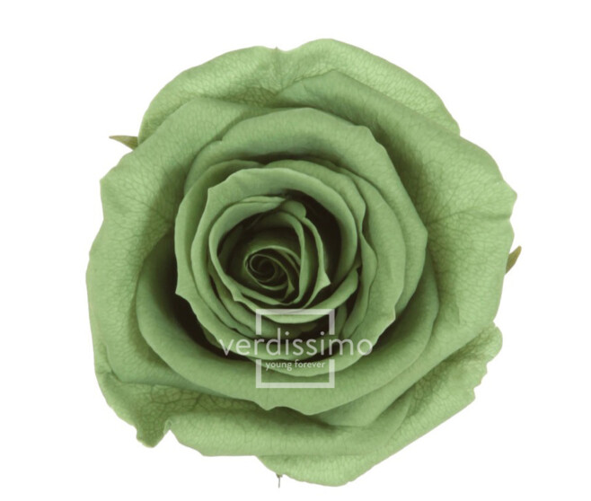 ROSES STABILISEES VERT THE x6