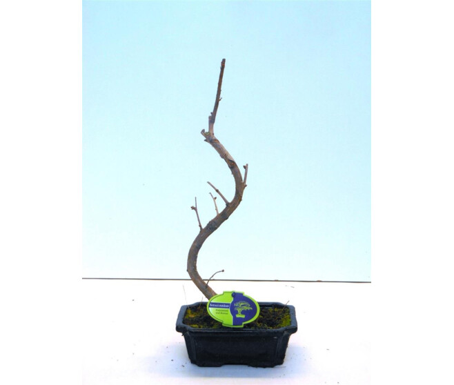 BONSAI GINKGO BILOBA Horticash ref 639150