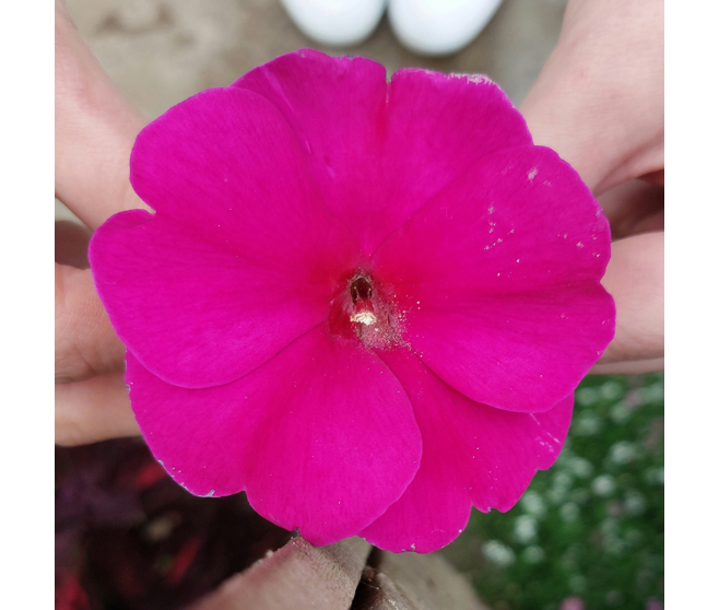 IMPATIENS GUINEE