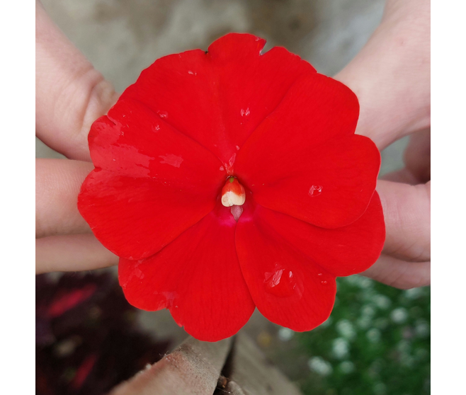 IMPATIENS GUINEE