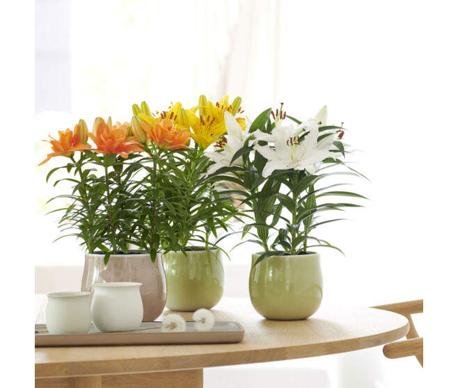 LILIUM 5PP VARIE