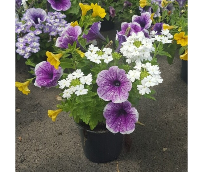 PLANTES MASSIF MELANGE