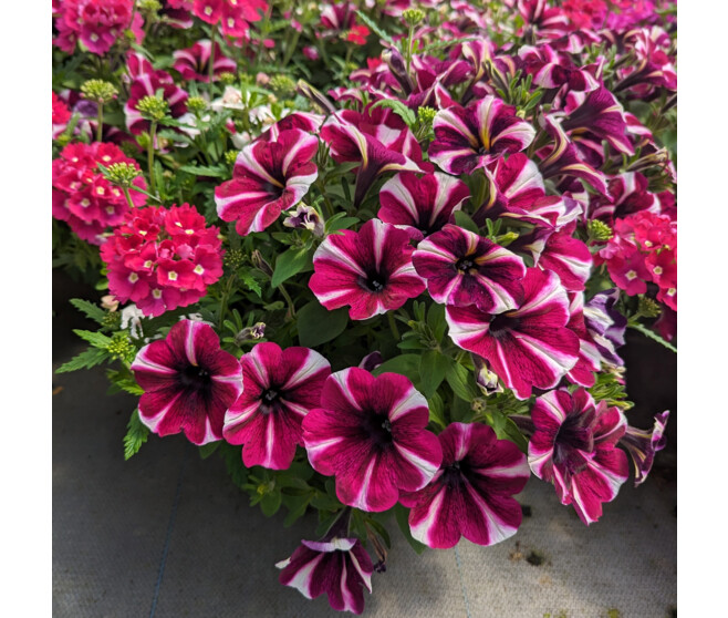 PLANTES MASSIF MELANGE