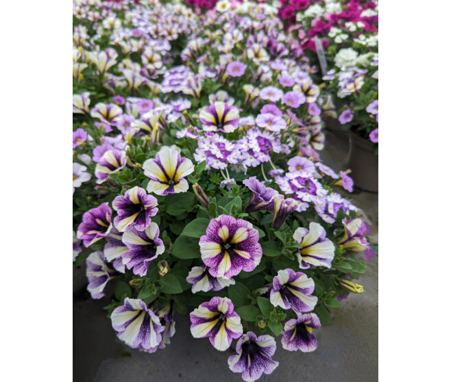 PLANTES MASSIF MELANGE