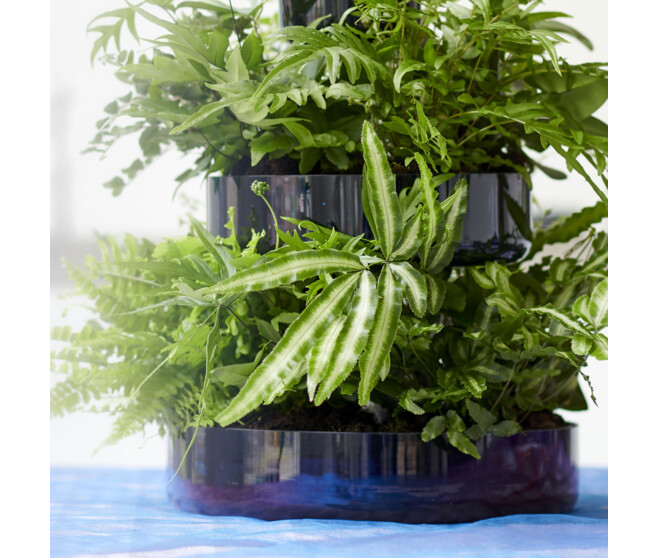 NEPHROLEPIS