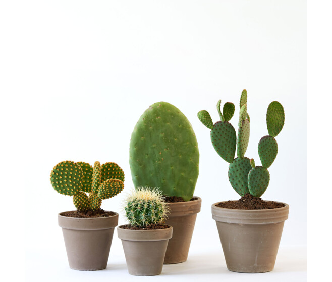 CACTUS OPUNTIA