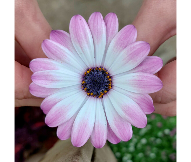 OSTEOSPERMUM CARNAVAL COUPE