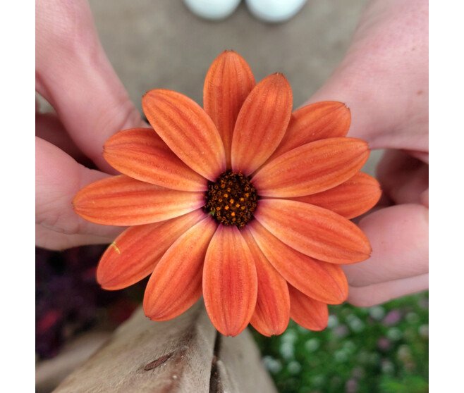 OSTEOSPERMUM CARNAVAL COUPE