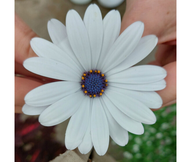 OSTEOSPERMUM VARIES