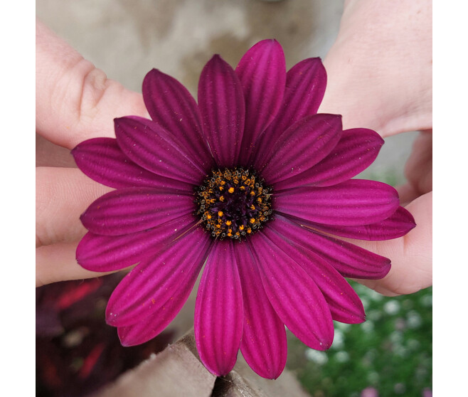 OSTEOSPERMUM VARIES
