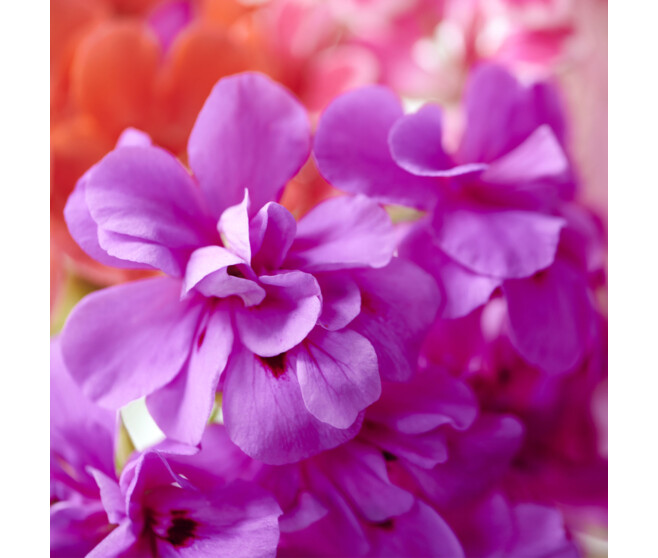 PELARGONIUM GRANDIFLORUM VIOLET CLAIR